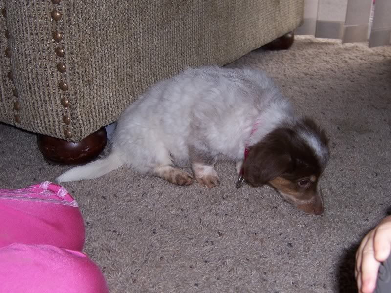 My Doxie Bc Acd Mix Dog Forum