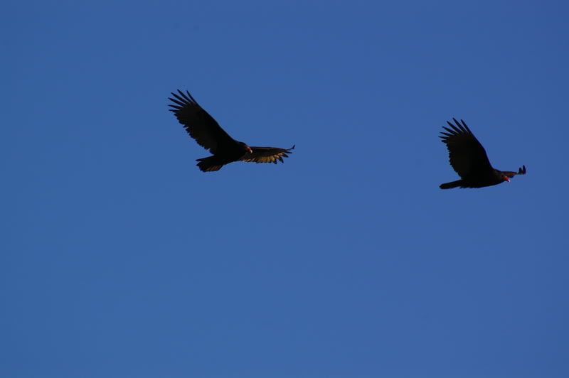 Turkey Vulture Nova Scotia Hunting Forum