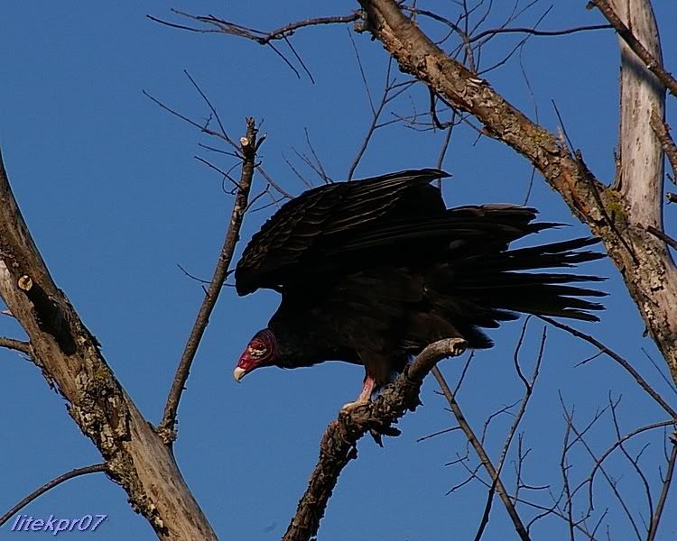 Turkey Vulture Gone Hunting Nova Scotia Hunting