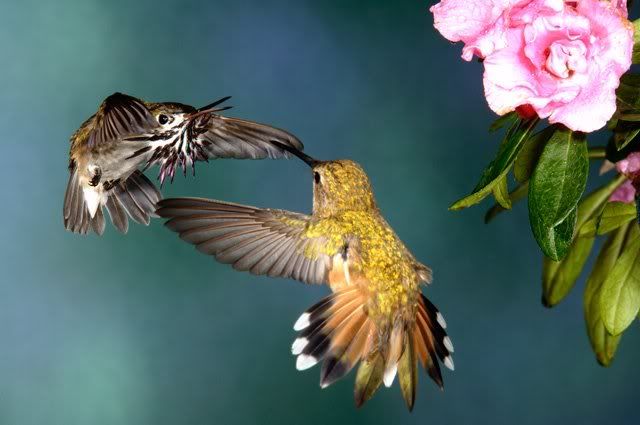 hummingbirds Pictures, Images and Photos