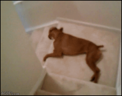 Lazy_dog_stairs_slide.gif