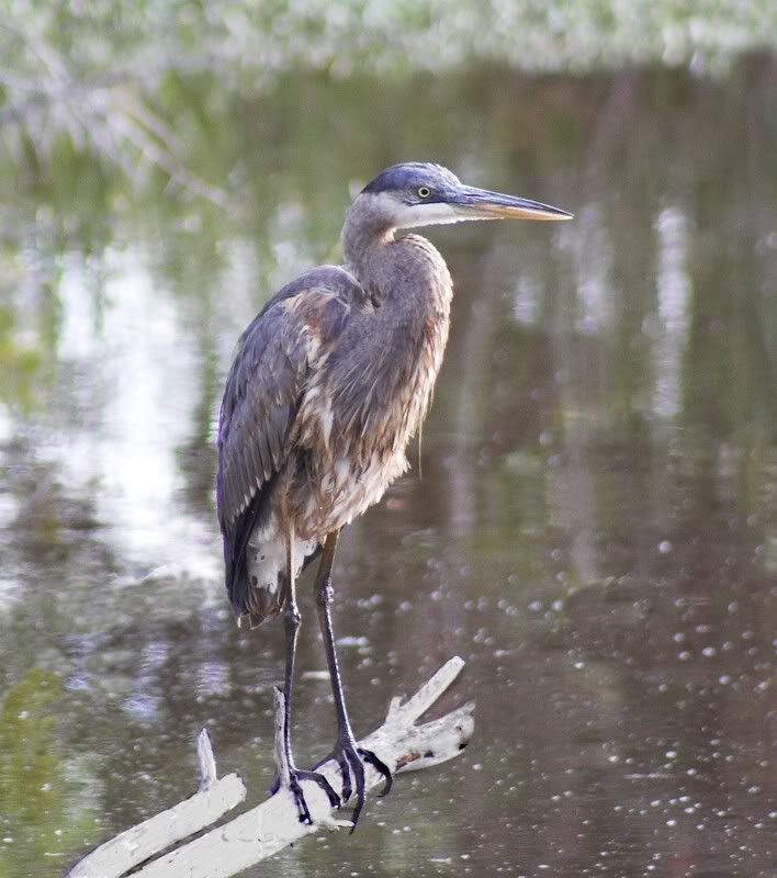 IMAGE: http://i28.photobucket.com/albums/c203/fireturk1/wildlife/IMG_2683-0102.jpg