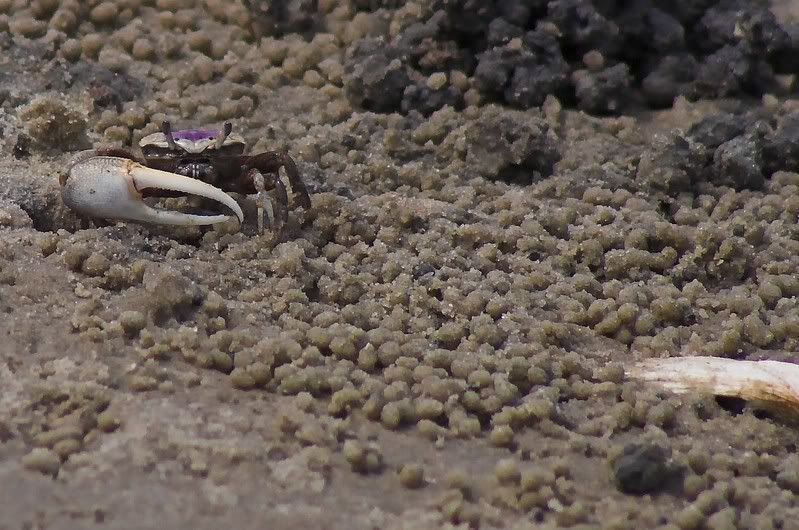IMAGE: http://i28.photobucket.com/albums/c203/fireturk1/wildlife/crab3352-02-01.jpg