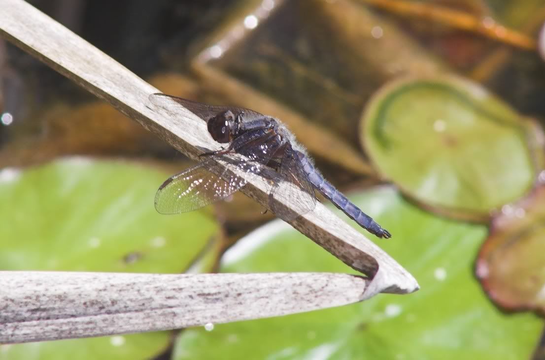 IMAGE: http://i28.photobucket.com/albums/c203/fireturk1/wildlife/dragonfly2-01.jpg