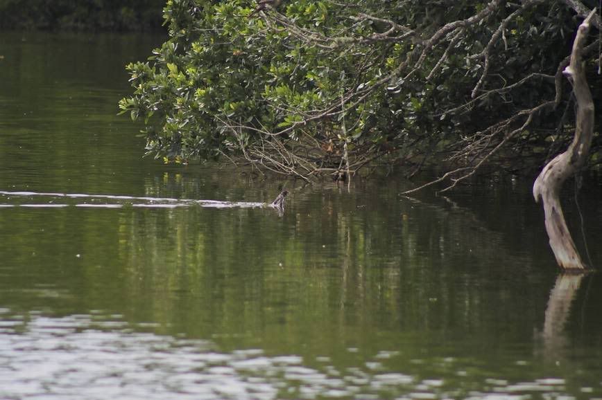 IMAGE: http://i28.photobucket.com/albums/c203/fireturk1/wildlife/gator1-01.jpg