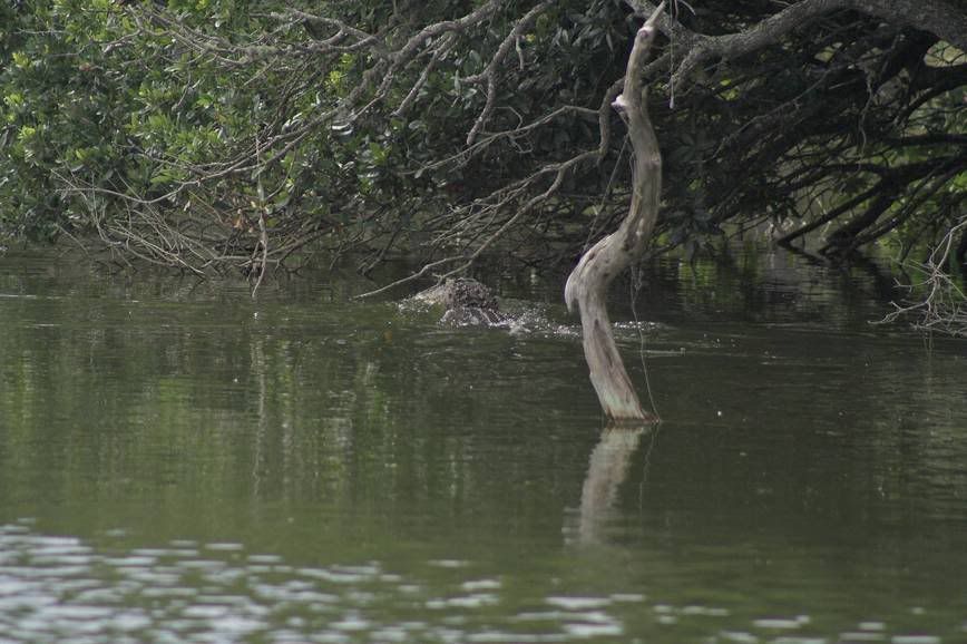 IMAGE: http://i28.photobucket.com/albums/c203/fireturk1/wildlife/gator2-01.jpg