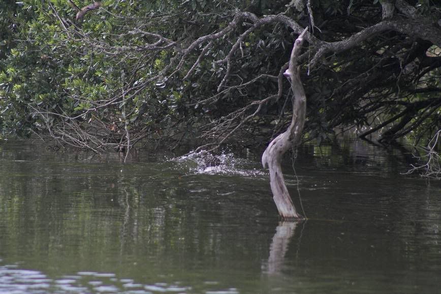 IMAGE: http://i28.photobucket.com/albums/c203/fireturk1/wildlife/gator3-01.jpg