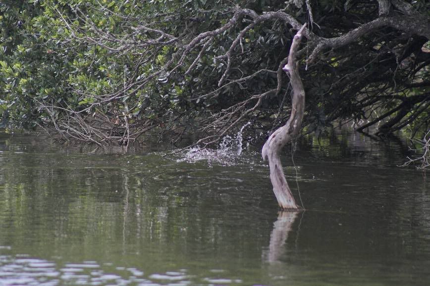 IMAGE: http://i28.photobucket.com/albums/c203/fireturk1/wildlife/gator4-01.jpg