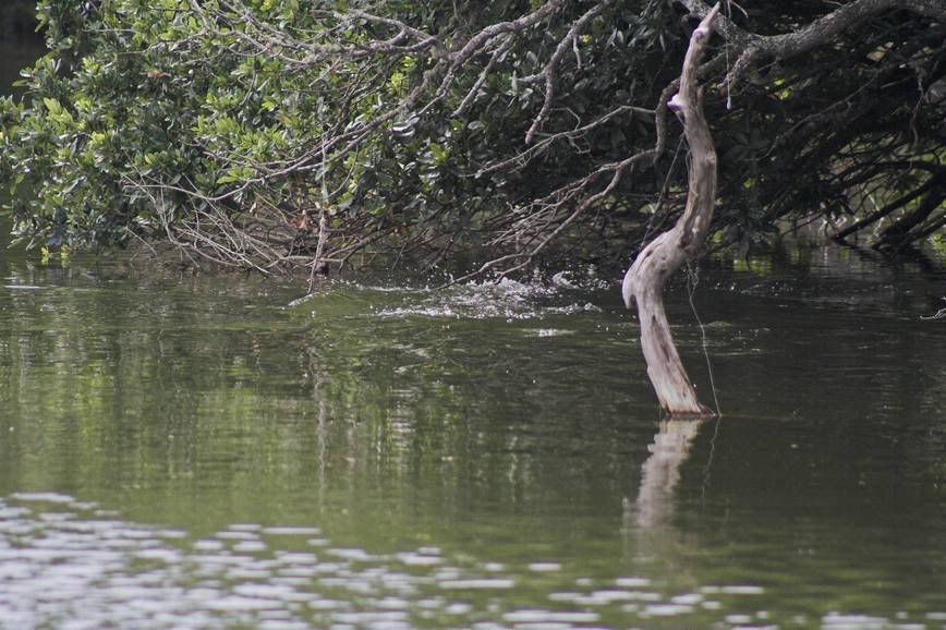 IMAGE: http://i28.photobucket.com/albums/c203/fireturk1/wildlife/gator6-01.jpg