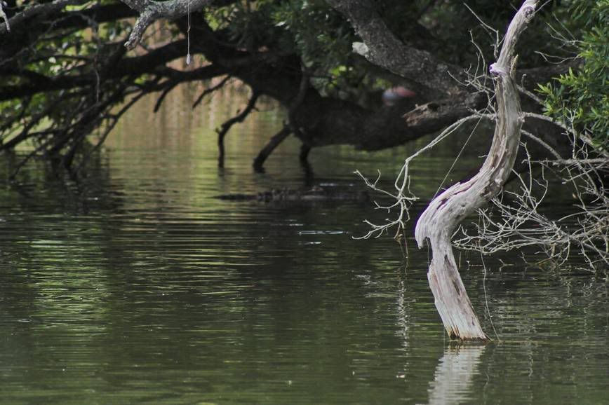 IMAGE: http://i28.photobucket.com/albums/c203/fireturk1/wildlife/gator7-01.jpg