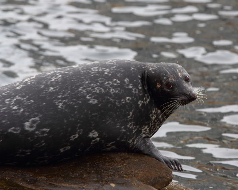 IMAGE: http://i28.photobucket.com/albums/c204/careysean/IMG_3894.jpg