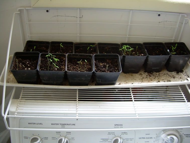 TomatoBabies2.jpg