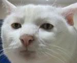 kitten.jpg
