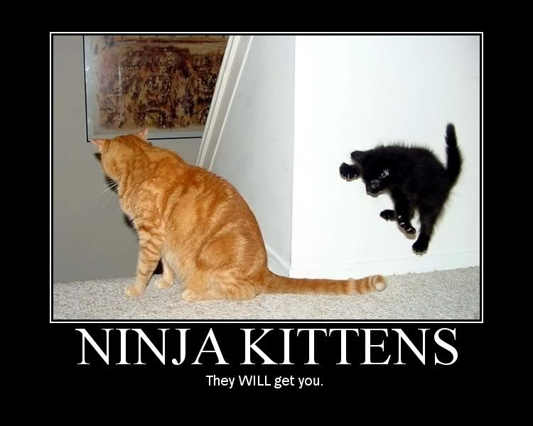 ninjakittens.jpg