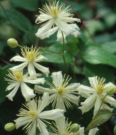 Clematis Fargesioides