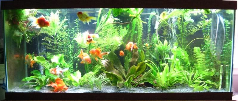 plant goldfish ile ilgili görsel sonucu