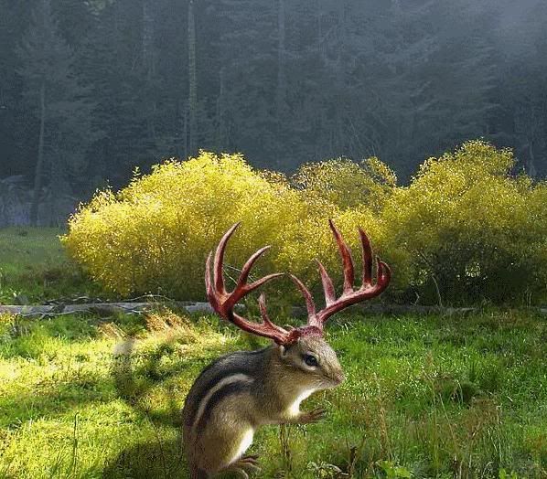 Miniature+deer+for+sale
