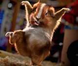 guineapigdancing.jpg