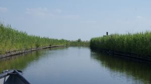 06 JUNIO: ALKMAAR Y GIETHOORN - HOLANDA con PERRO (Junio 2014) (17)