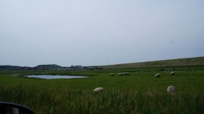 09 JUNIO: ALREDEDORES DE UTRECHT Y DE SINT MAARTENSZEE - HOLANDA con PERRO (Junio 2014) (1)