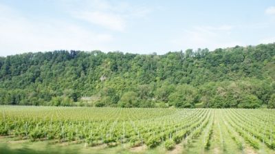 13-14 JUNIO: DINANT Y REIMS Y VUELTA A CASA - HOLANDA con PERRO (Junio 2014) (2)