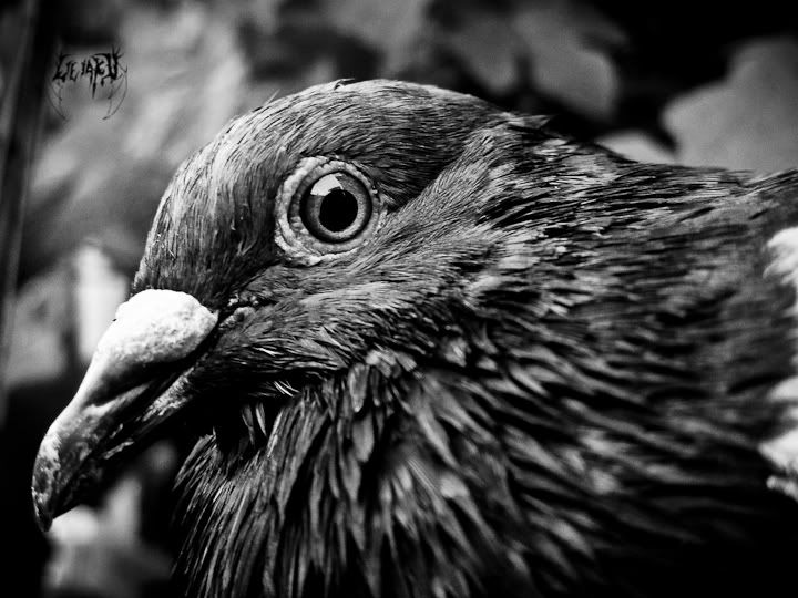 IMAGE: http://i28.photobucket.com/albums/c210/LILIAKU/IMG_1973.jpg