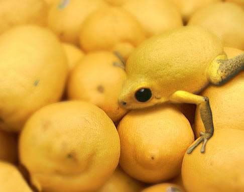 lemon