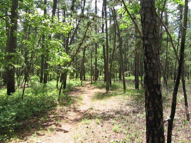 Pine-Barrens-trail.jpg