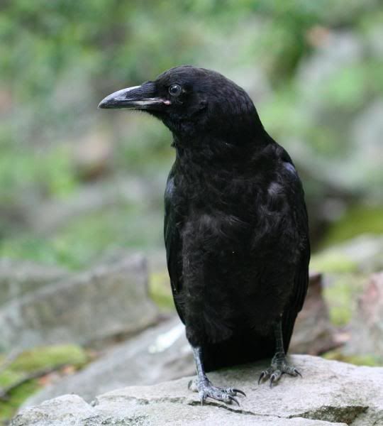 IMAGE: http://i28.photobucket.com/albums/c212/archebacteria/c.jpg