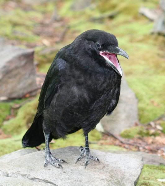 IMAGE: http://i28.photobucket.com/albums/c212/archebacteria/c2.jpg