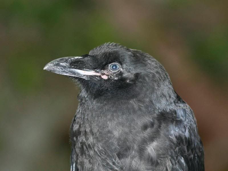 IMAGE: http://i28.photobucket.com/albums/c212/archebacteria/c3.jpg