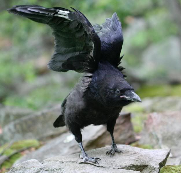 IMAGE: http://i28.photobucket.com/albums/c212/archebacteria/c4.jpg