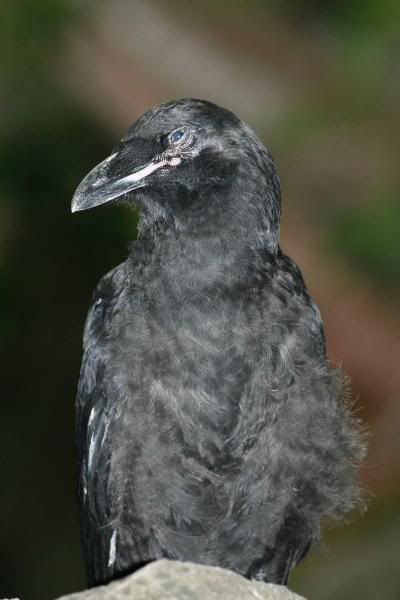 IMAGE: http://i28.photobucket.com/albums/c212/archebacteria/c5.jpg