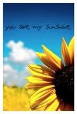 sunflower Pictures, Images and Photos