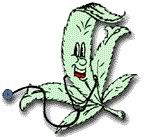 orange179.jpg doctor mmj picture by catchdmc