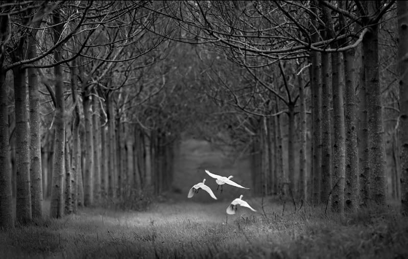 Egrets © Shlomi Nissim