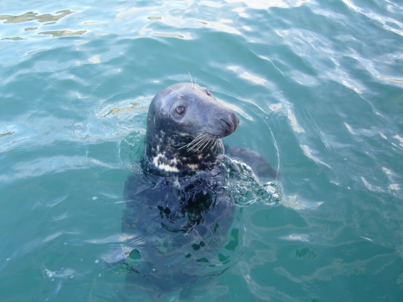 seal2.jpg