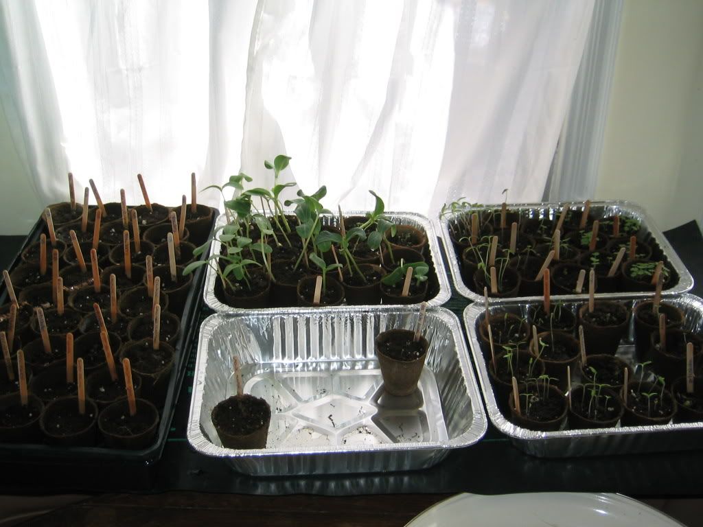 Seedlings