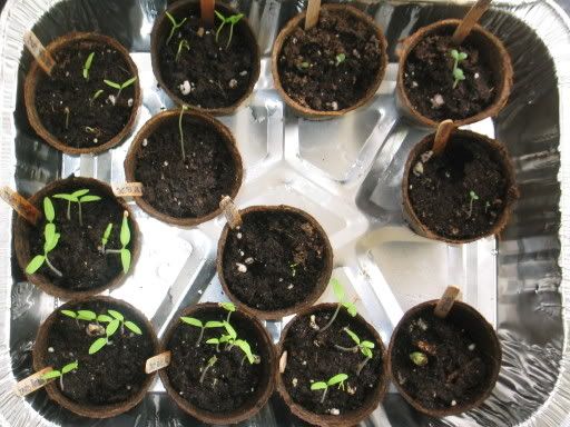 Peppers and Herb sprouts