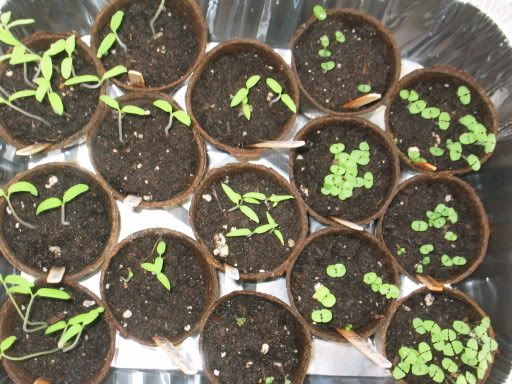 Tomato and Basil sprouts