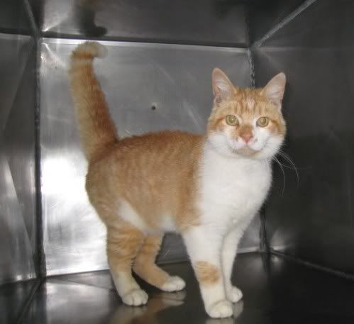 Topaz is pleading fur his life!! SAVE HIM TODAY!