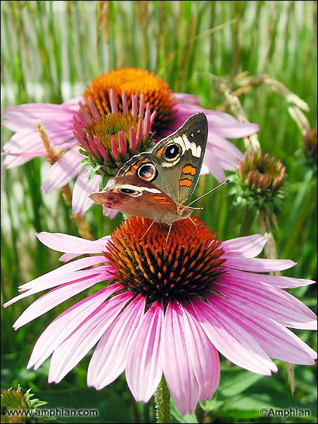 purple cone flower Pictures, Images and Photos