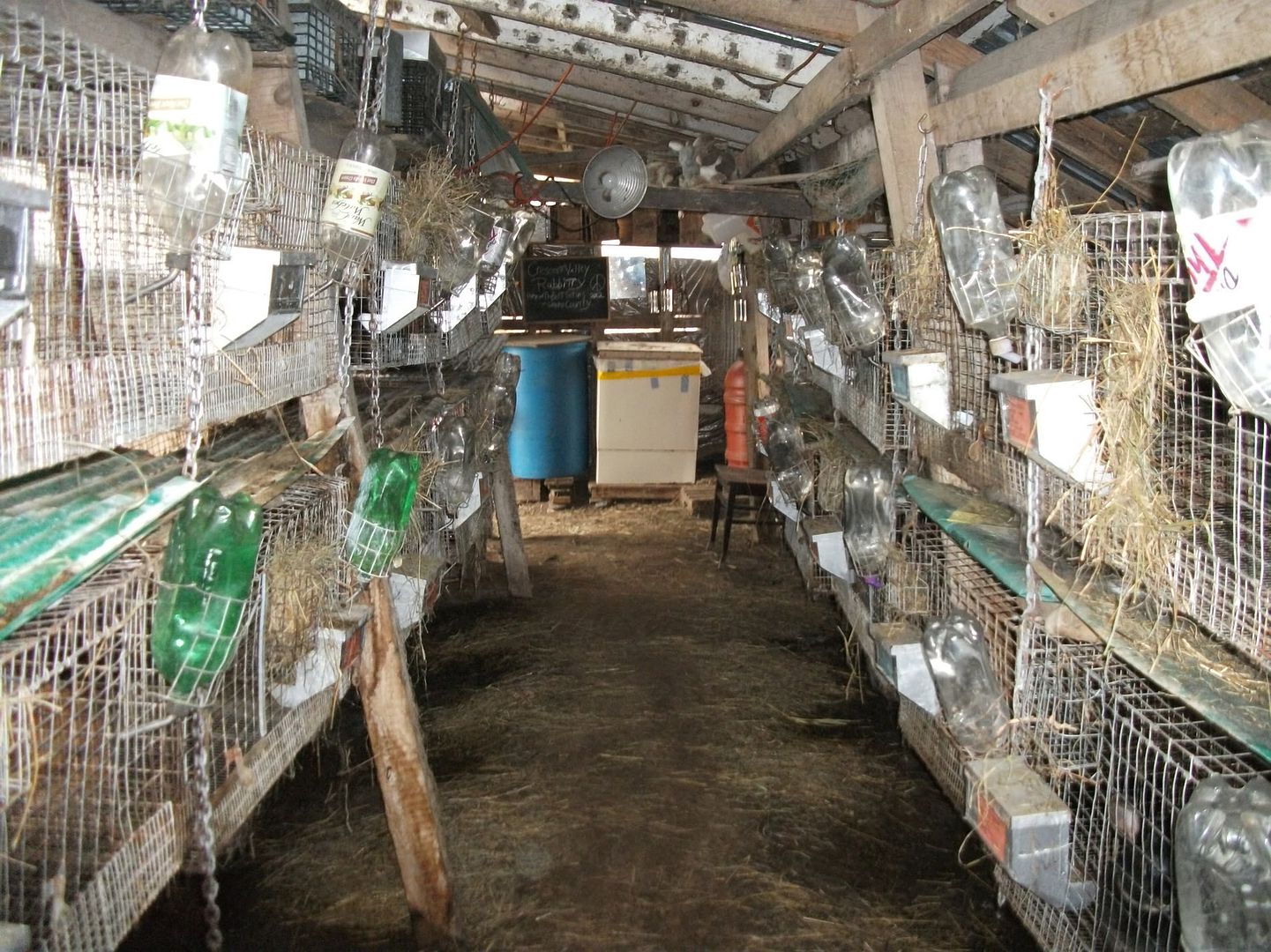 Meat Rabbit Cages