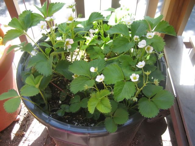 Strawberry pot 05-16-09