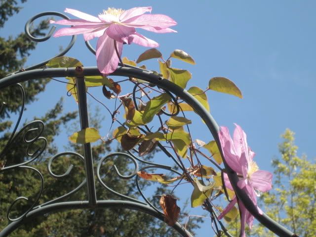 Clematis Asao #1