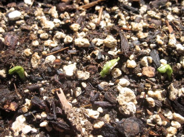 First peas, 05-16-09