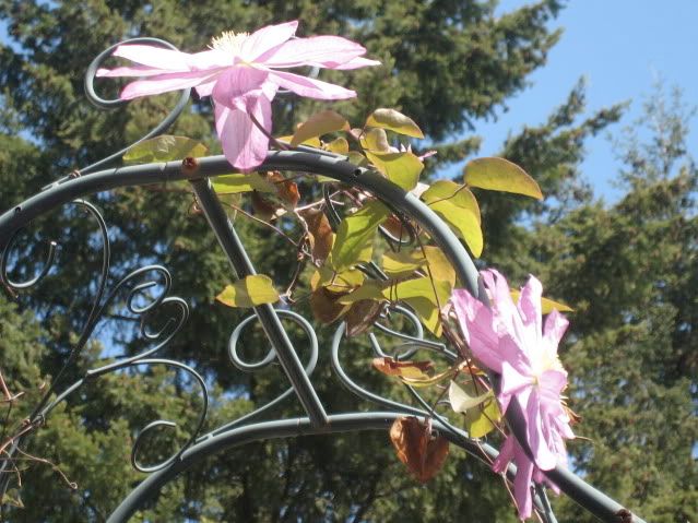 Clematis Asao #1