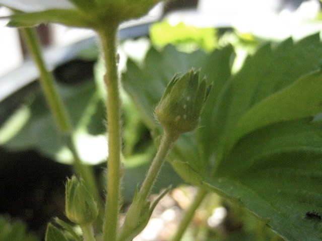 Aphids on strawberries, 05-16-09