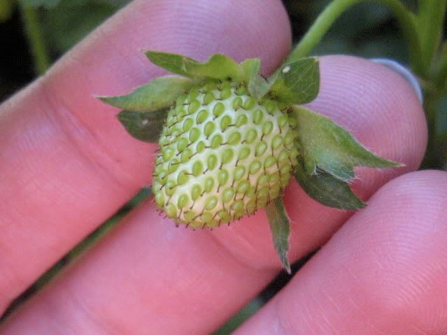 1st strawberry, 05-16-09