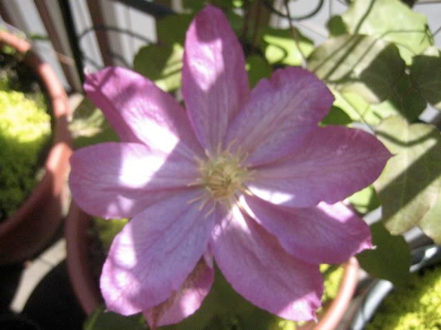 Clematis Asao #1